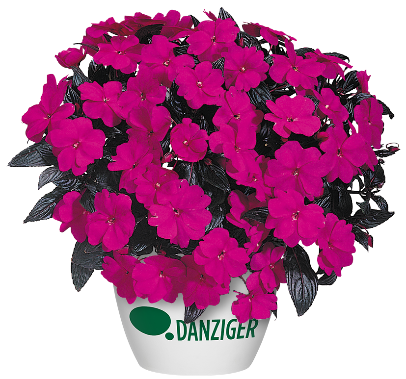 Harmony® Violet