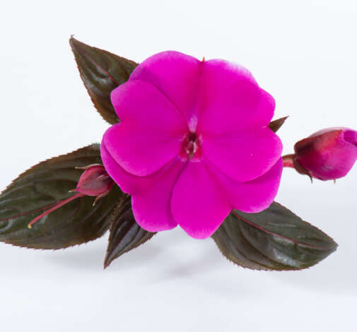 Harmony_Violet