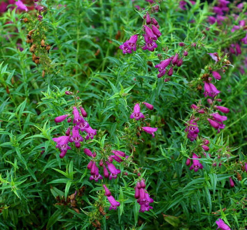 HARLEQUIN™ Purple