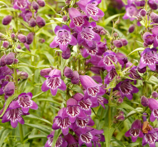 HARLEQUIN™ Purple