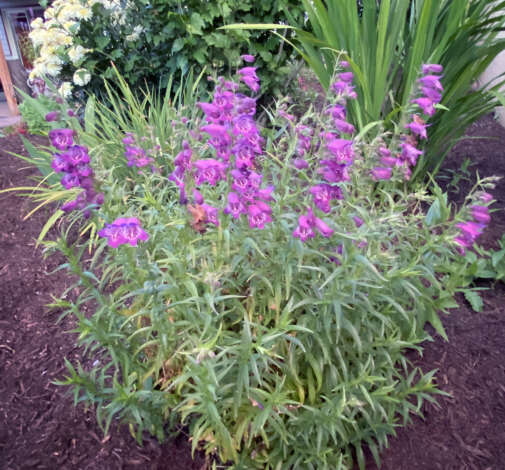 HARLEQUIN™ Purple