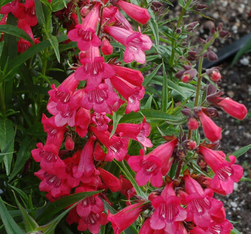HARLEQUIN™ Red Imp.