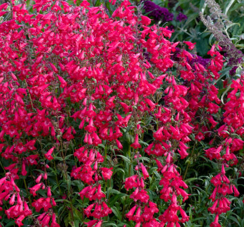 HARLEQUIN™ Red Imp.