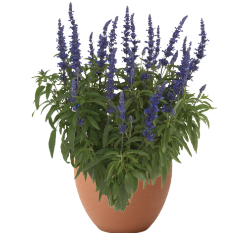 Salvia-Sallyfun-Blue