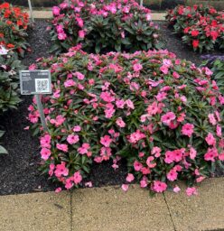 HARMONY® COLORFALL™ Flamingo