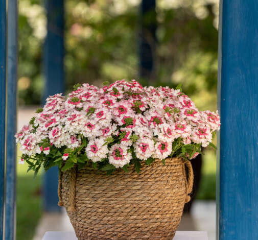 VANESSA™ Compact Bicolor Marshmallow