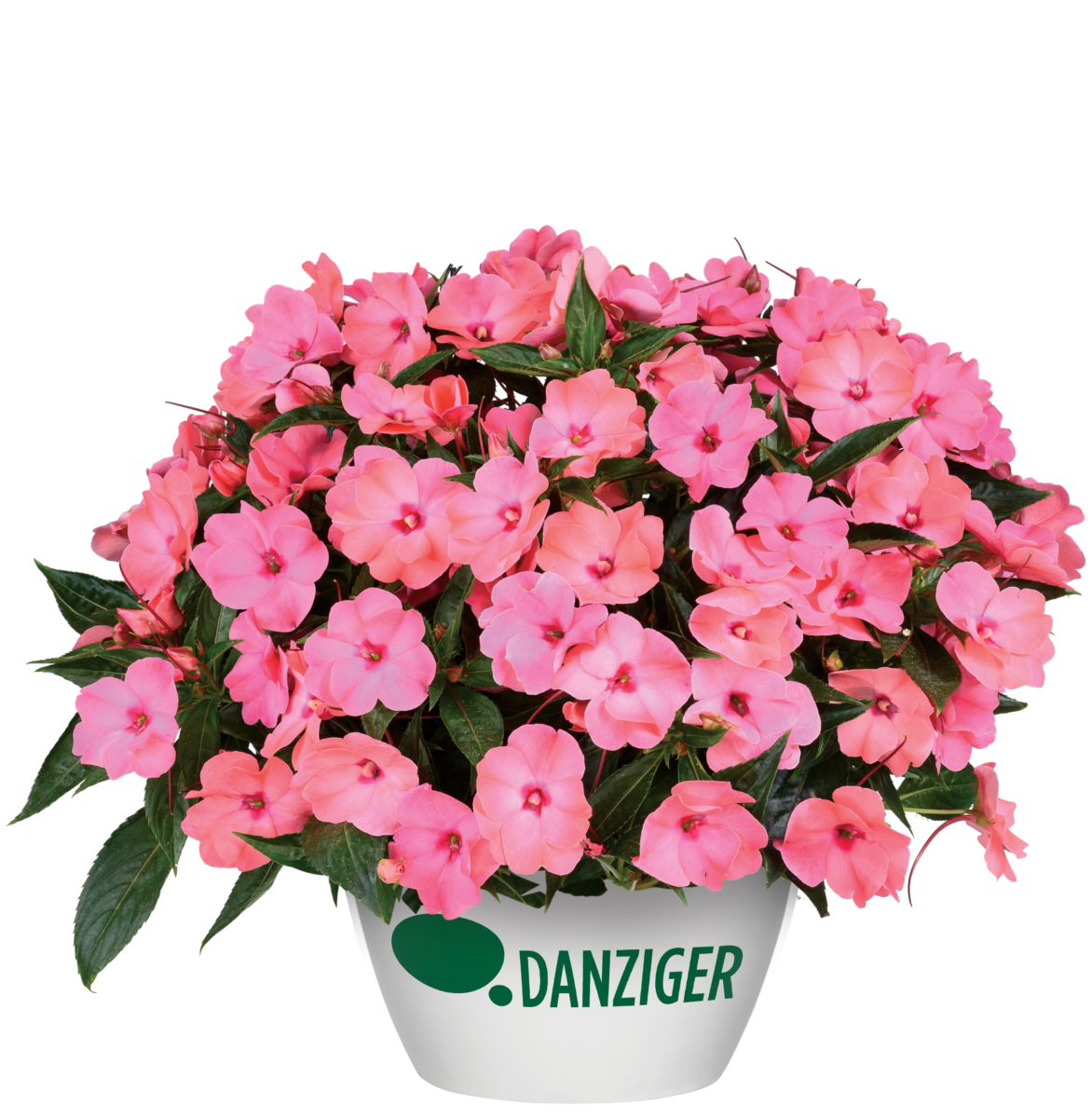 HARMONY® COLORFALL™ Flamingo