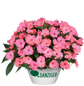 HARMONY® COLORFALL™ Flamingo