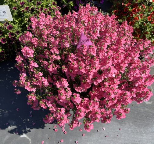TRINITY™ Pink