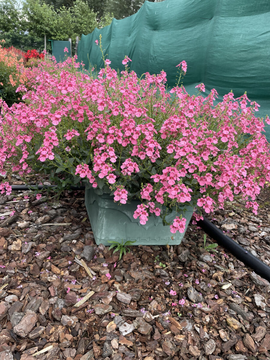 TRINITY™ Pink