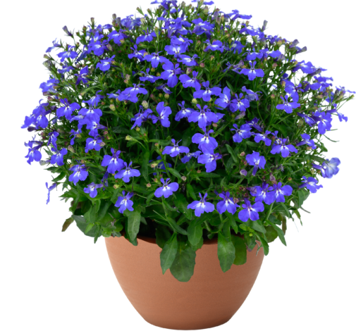 GLOW™ Azure