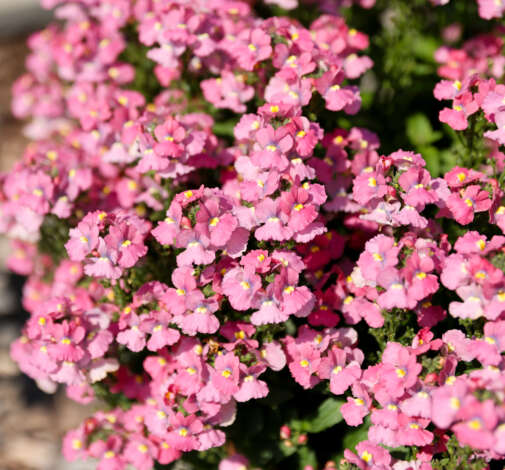 NESIA™ Pink Crush