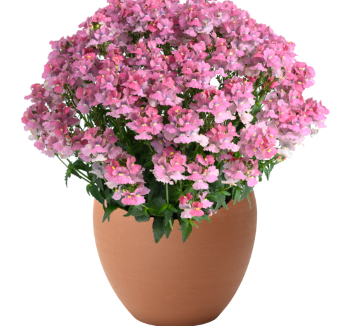 NESIA™ Pink Crush
