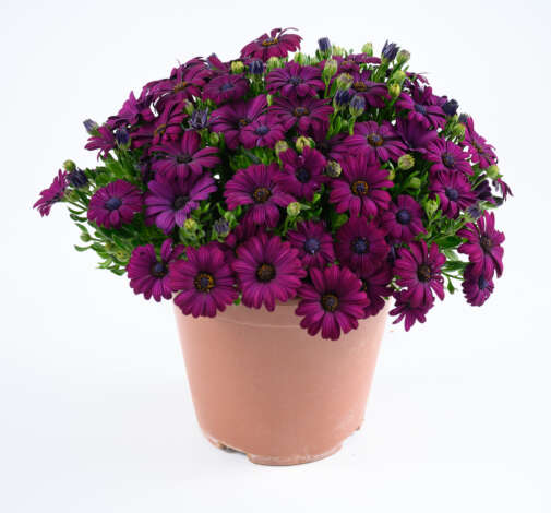BESTIES™ Devoted Purple