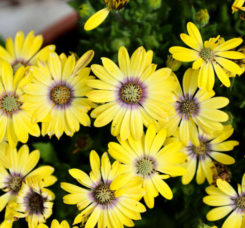 BESTIES™ Cheerful Gold