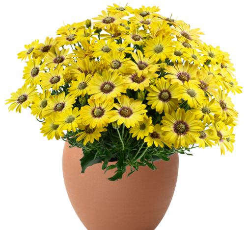 BESTIES™ Cheerful Gold