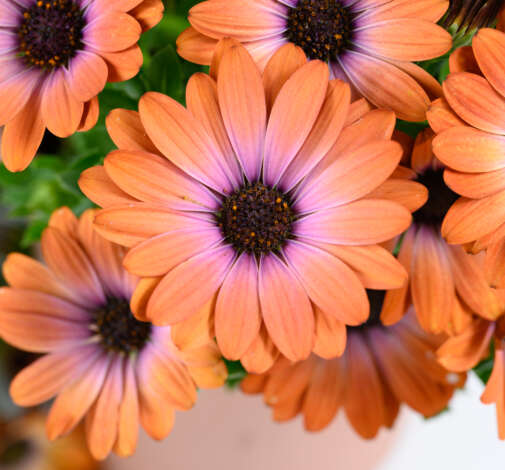 BESTIES™ Inspiring Orange