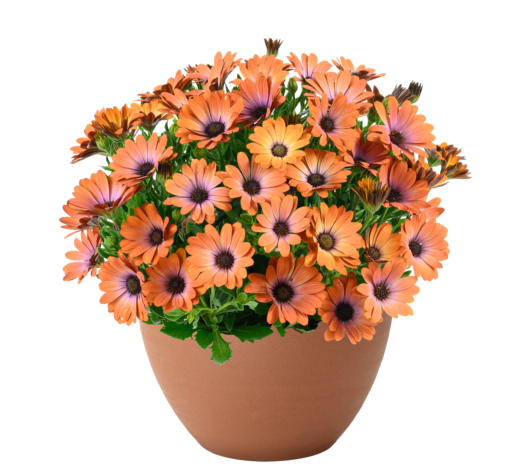 BESTIES™ Inspiring Orange