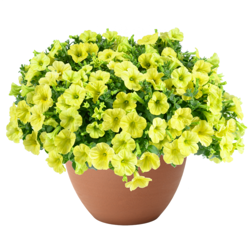 Capella™ Hello Sunshine