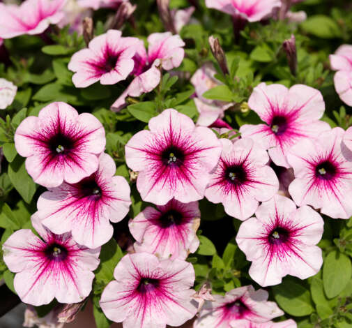 CAPELLA™ Berry Lace