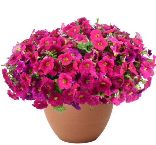 CASCADIAS™ Romancero