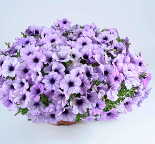 CASCADIAS™  Lavender Ice