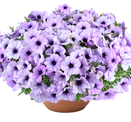CASCADIAS™  Lavender Ice