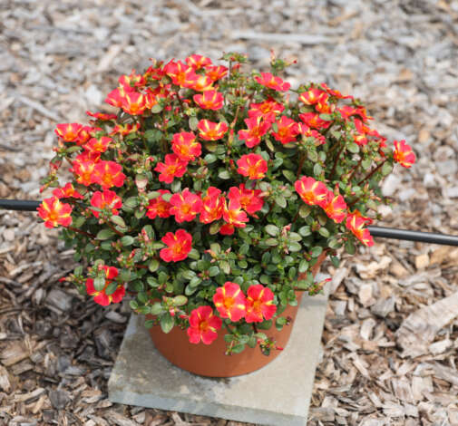 PAZZAZ NANO™ Scarlet Twist