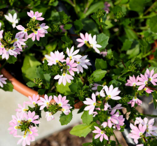 BLESSING™  Bicolor Rose