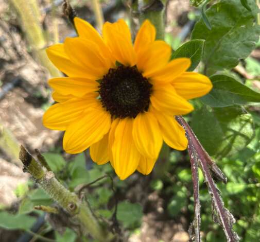 Sunova Sunflower