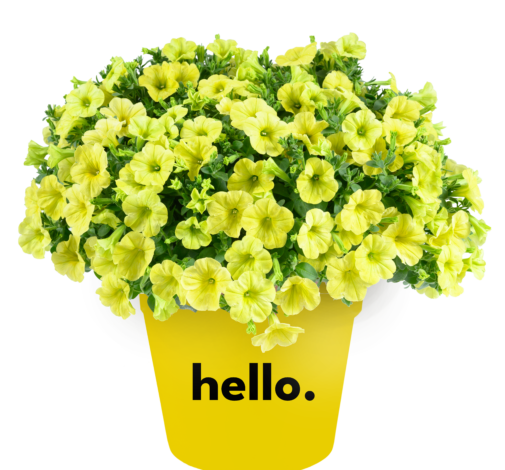 Capella™ Hello Sunshine
