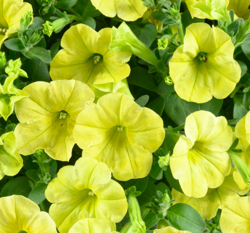 Capella™ Hello Sunshine
