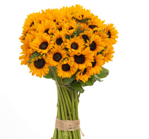 Sunova Sunflower