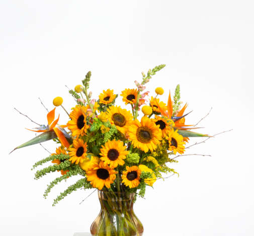Sunova Sunflower