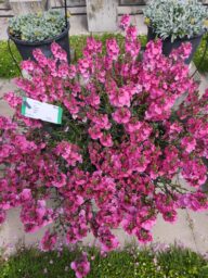 TRINITY™ Pink