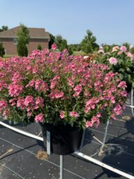 TRINITY™ Pink