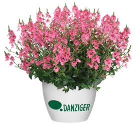 TRINITY™ Pink