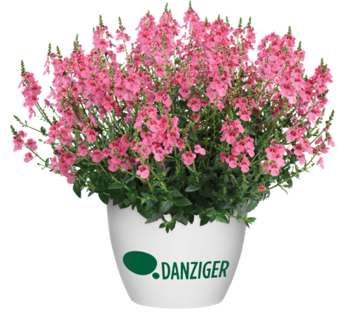 TRINITY™ Pink