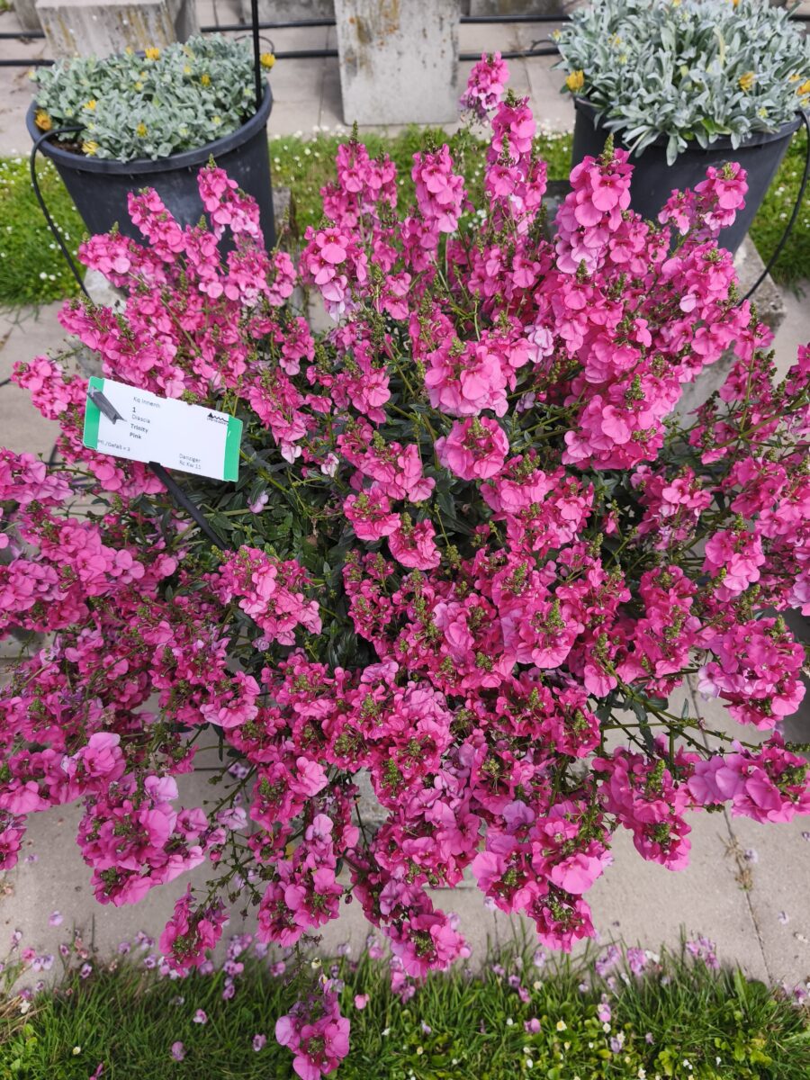 TRINITY™ Pink