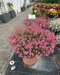 TRINITY™ Pink