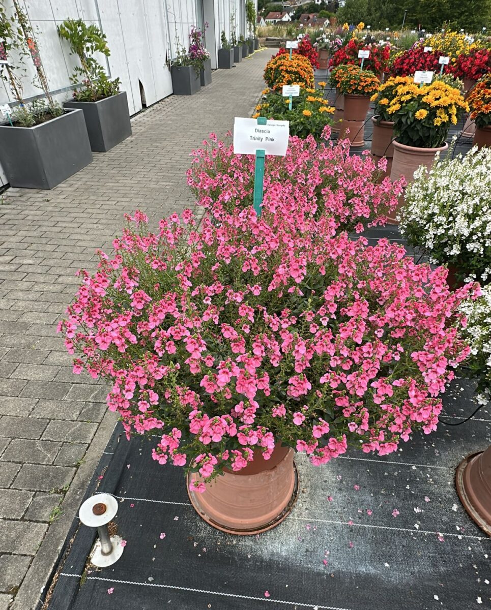 TRINITY™ Pink