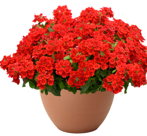 VANESSA™ Compact Hot Red