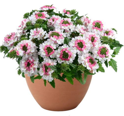 VANESSA™ Compact Bicolor Marshmallow