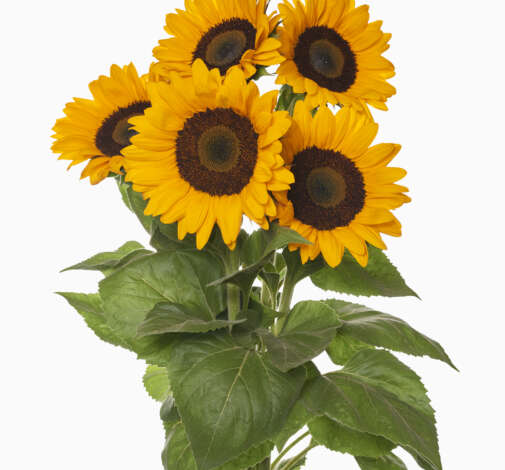 Solaneto Sunflower