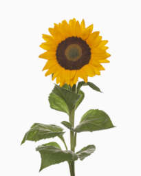 Solaneto Sunflower