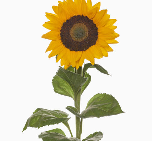 Solaneto Sunflower