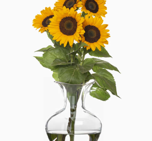 Solaneto Sunflower
