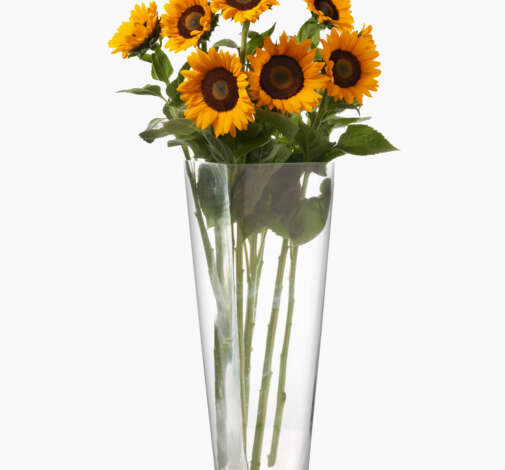 Solaneto Sunflower