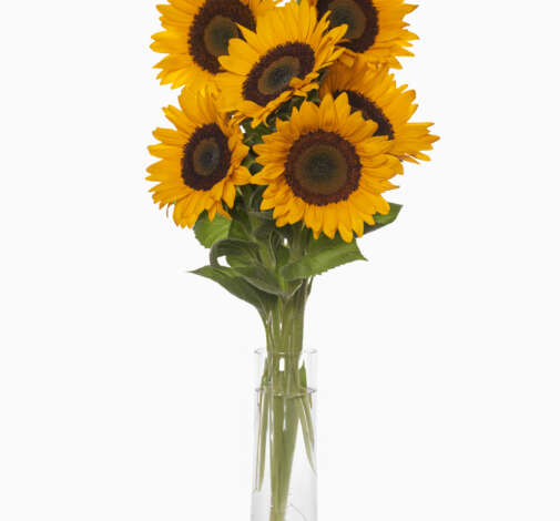 SUNTOPIA Sunflower