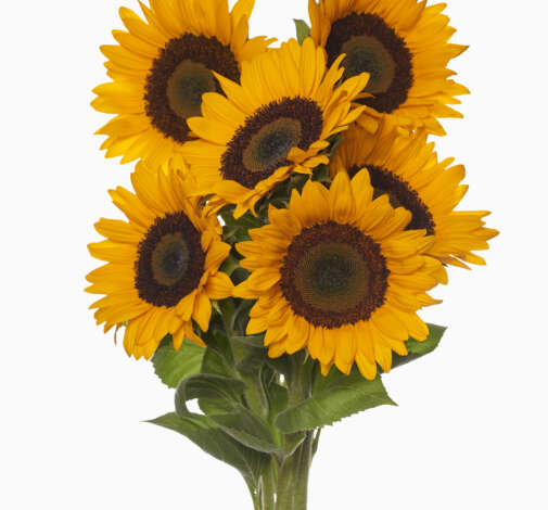 SUNTOPIA Sunflower